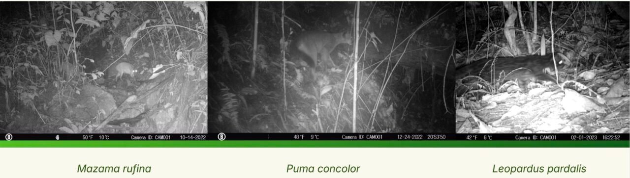 Parque Ecológico Providencia: refugio natural para conservar y disfrutar el Valle del Cauca