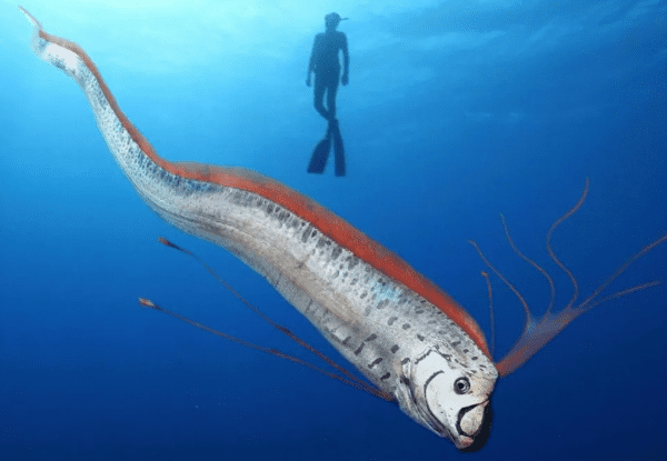 Un gigante de las profundidades visita Los Cabos y revela los secretos del Mar de Cortés