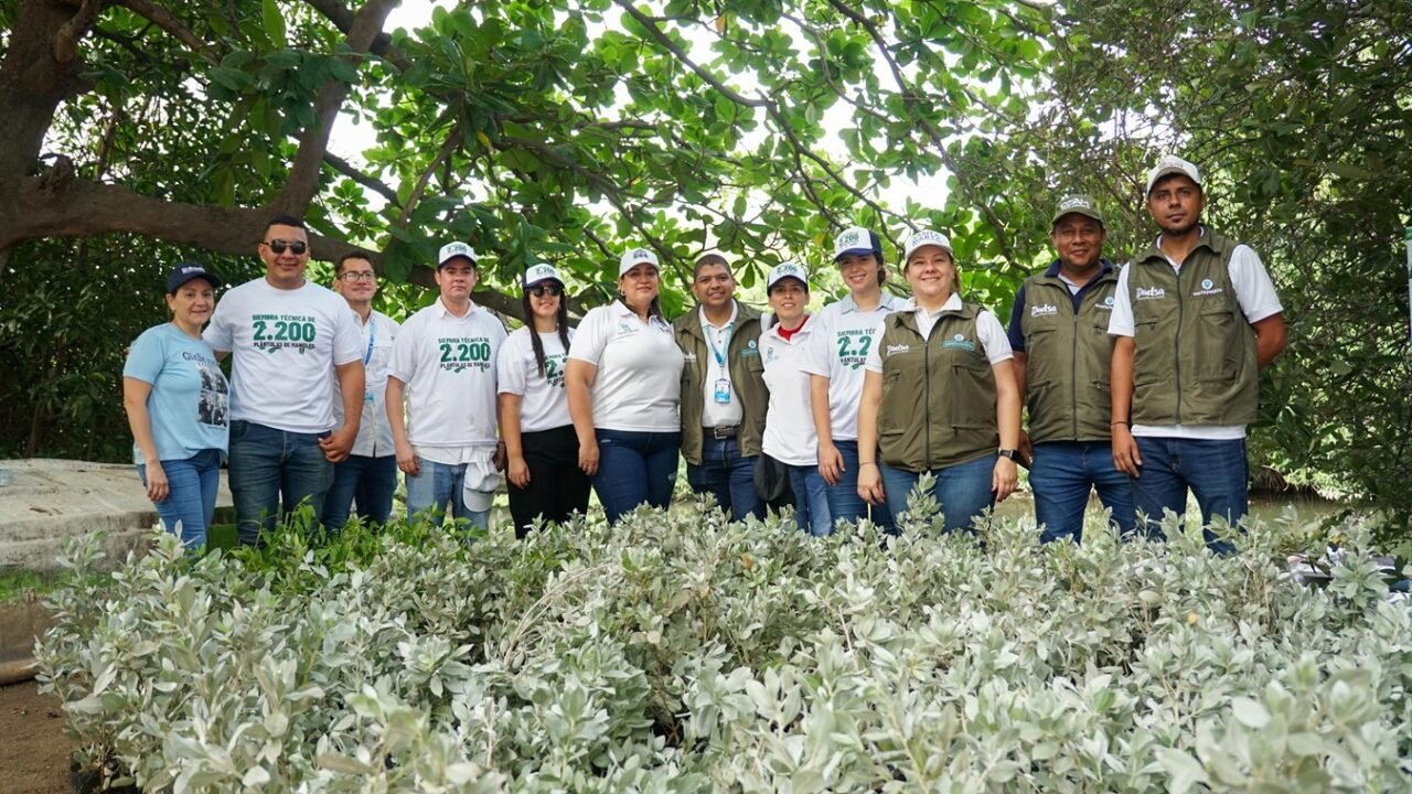 Siembran 2.200 mangles en sitios estratégicos de Santa Marta