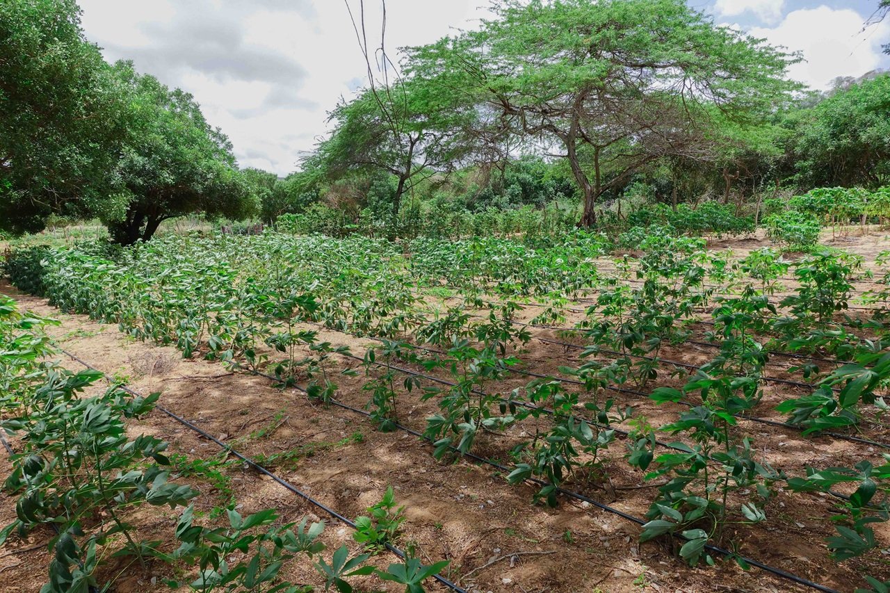 La agricultura sostenible mejora la seguridad alimentaria en el campo colombiano