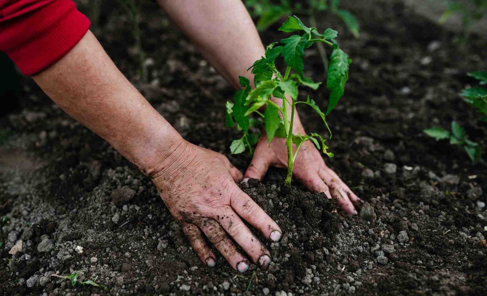 Curar la tierra para sanar el cuerpo: la carrera por salvar los nutrientes de la mesa colombiana