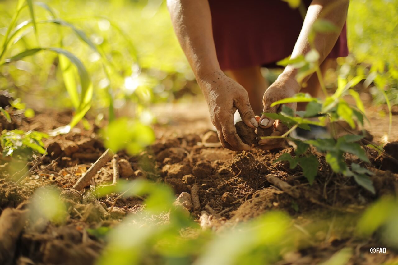 Acceso, tenencia y gobernanza de la tierra, asuntos claves para el desarrollo rural en Colombia