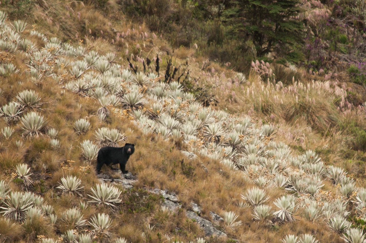 Una década protegiendo al oso andino 