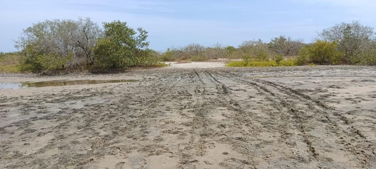 Este sábado: jornada de siembra de manglares en Puerto Caimán, zona de Playa Mendoza, Atlántico