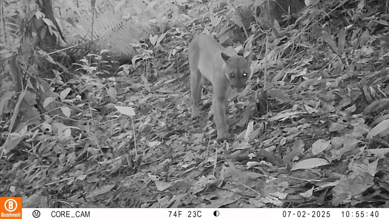 Reaparecen felinos en Bahía Málaga tras procesos de restauración