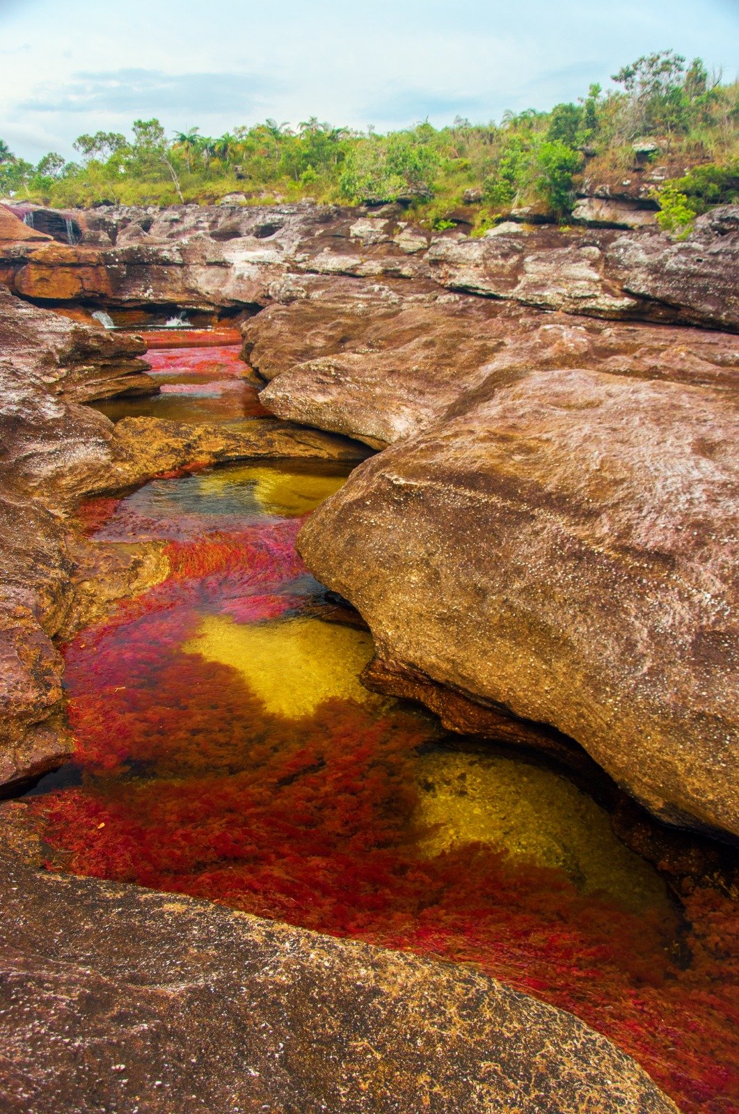 Vuelos directos desde Bogotá a La Macarena para disfrutar Caño Cristales