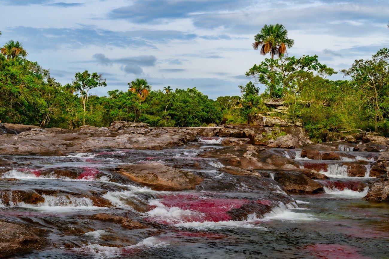 Vuelos directos desde Bogotá a La Macarena para disfrutar Caño Cristales