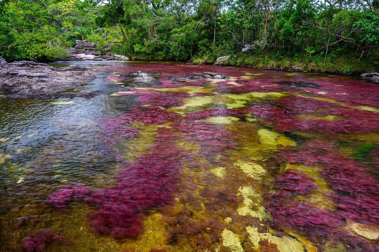 Vuelos directos desde Bogotá a La Macarena para disfrutar Caño Cristales