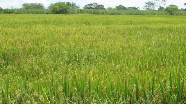 Sobreproducción de arroz será comprada por el gobierno a pequeños y medianos agricultores