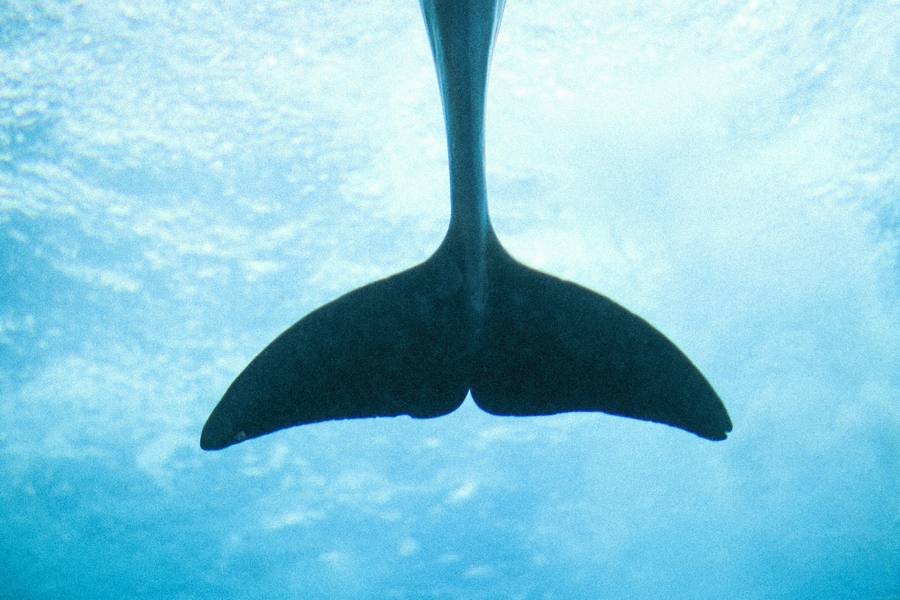 23 de julio, un día dedicado a las Ballenas y los Delfines