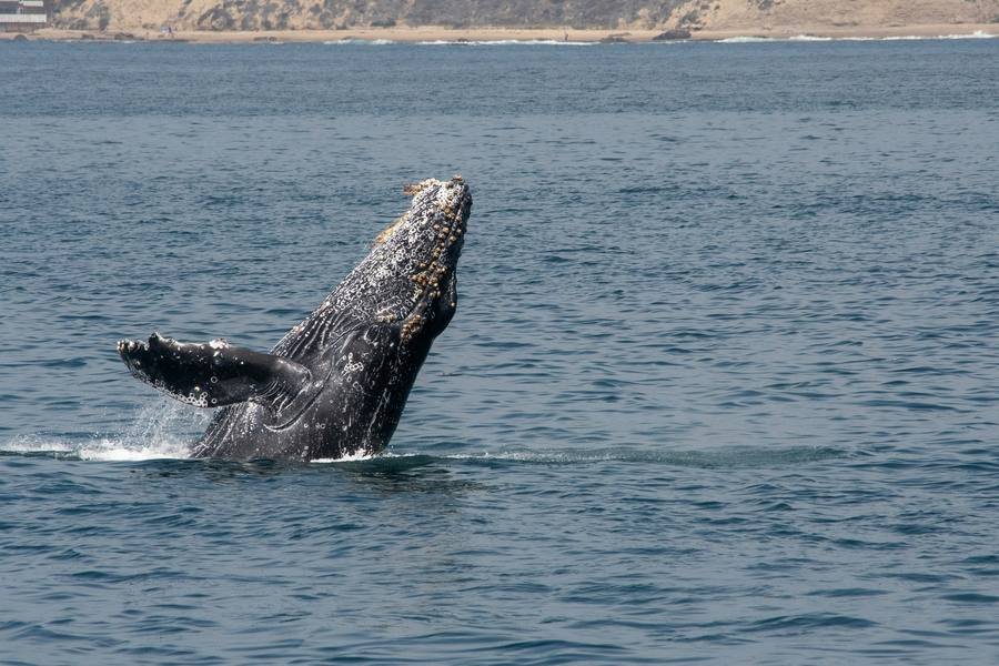 23 de julio, un día dedicado a las Ballenas y los Delfines