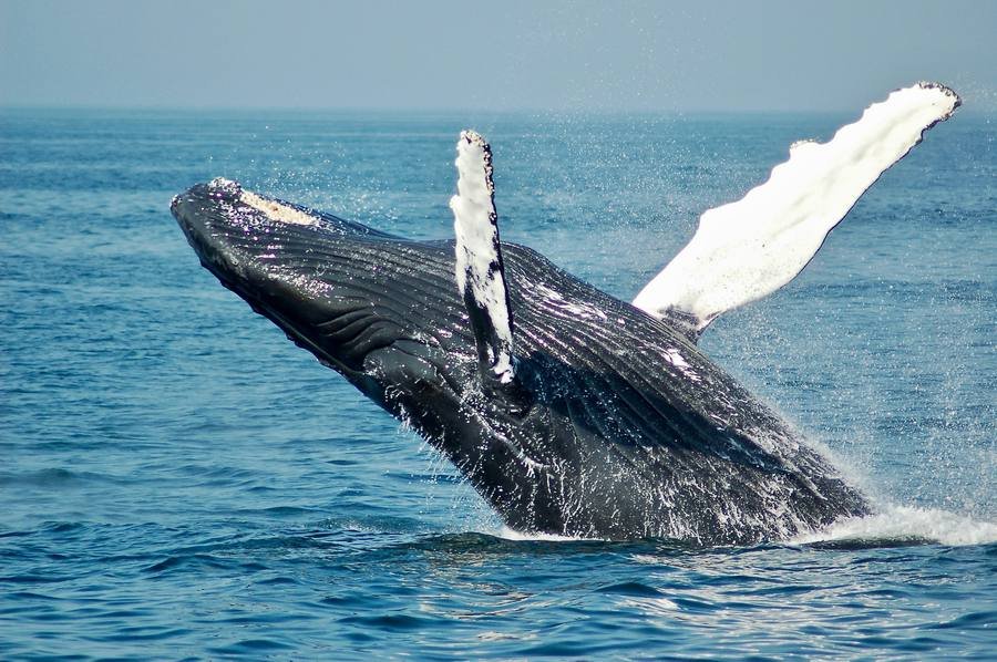 23 de julio, un día dedicado a las Ballenas y los Delfines