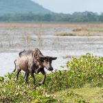 El niño arrasa con la población gnadera.