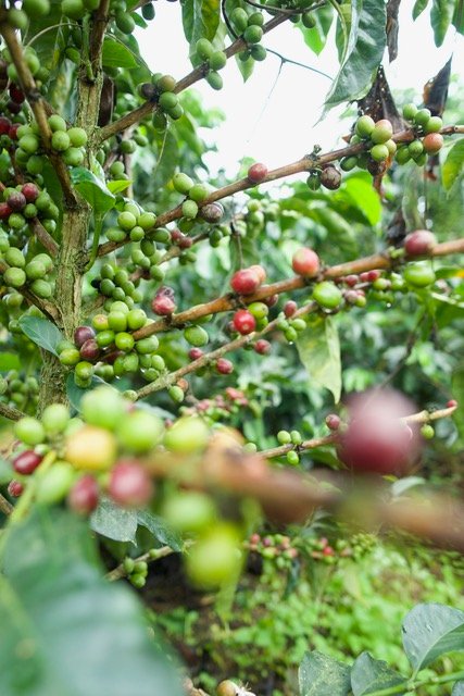 Guía para ayudar al campo colombiano a prepararse frente a El Niño y La Niña