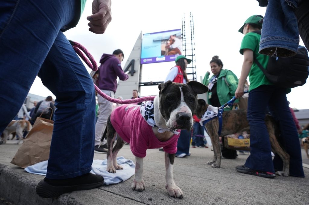 Si vas a Corferias, a Expopet hasta este lunes, podrías adoptar un gato o un perro