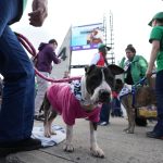 Si vas a Corferias, a Expopet hasta este lunes, podrías adoptar un gato o un perro