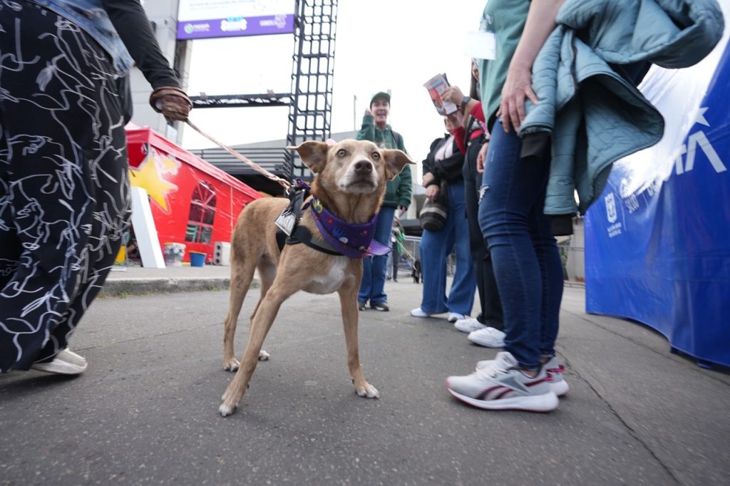 Si vas a Corferias, a Expopet hasta este lunes, podrías adoptar un gato o un perro