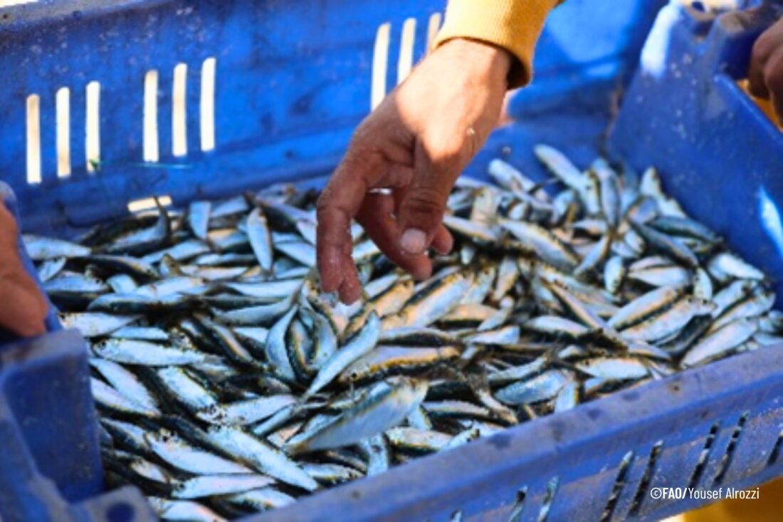 Testimonio: renovar el acceso al mar es vital para la seguridad alimentaria en Gaza