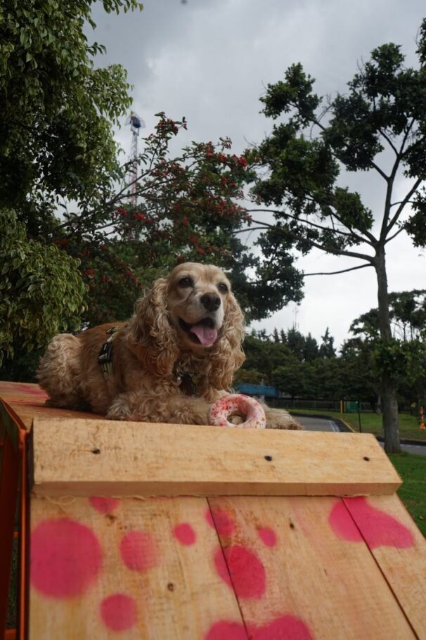 Con más de 4.000 m² dedicados a los peluditos, Mundo Aventura lanza el festival ‘Mascotas al Parque’