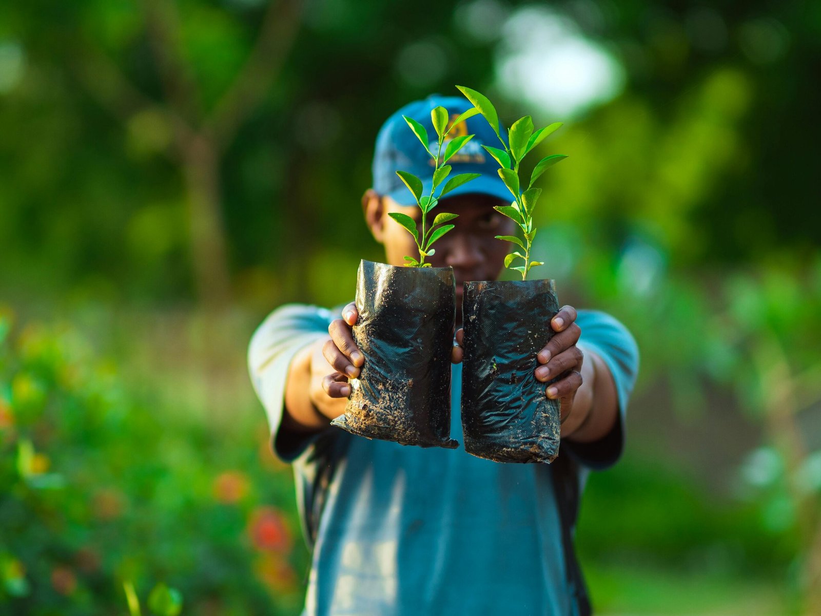 La ‘Ley del Árbol’, mucho más que sembrar: lo que deben hacer las empresas ante la normativa