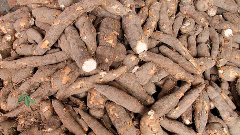 2.500 familias del Cesar conformarán Territorio Campesino Agroalimentario