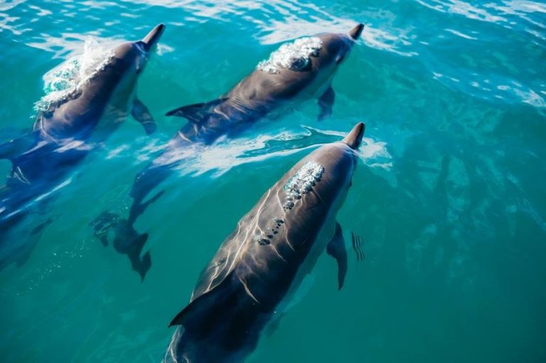 23 de julio, un día dedicado a las Ballenas y los Delfines