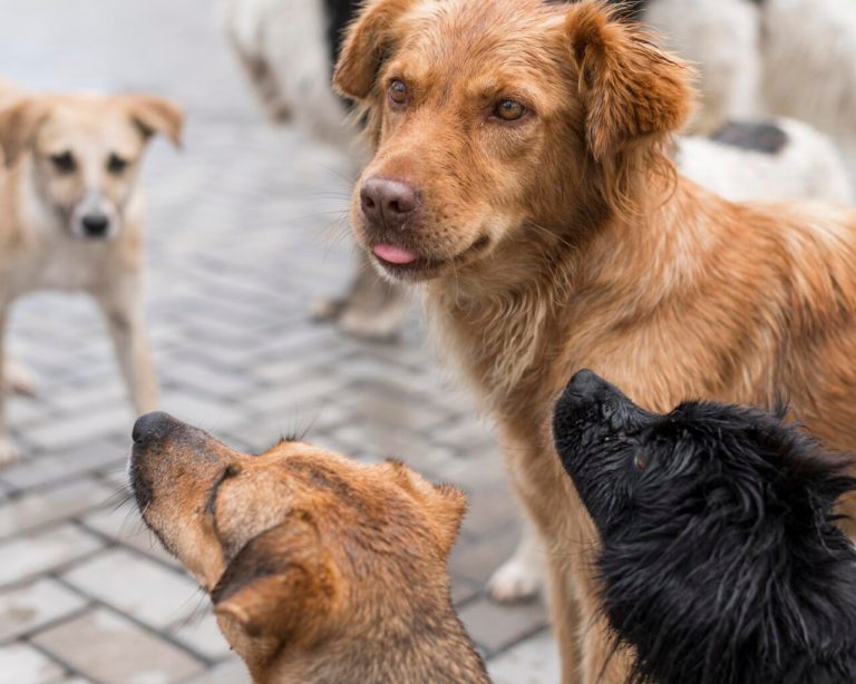 Adopción responsable, segunda oportunidad para miles de perros mestizos