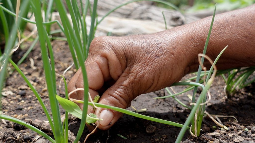Agroecología: clave para garantizar el acceso a alimentos en La Guajira