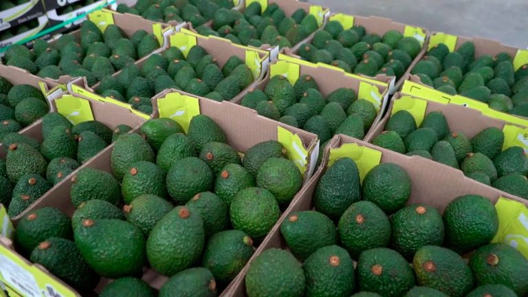 Aguacate Hass colombiano abre puertas en el mercado de Uruguay