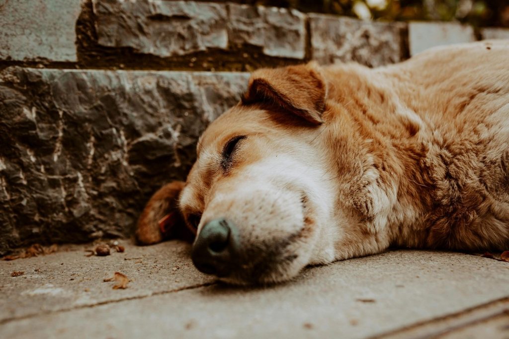Alerta por aumento de abandono de animales de compañía