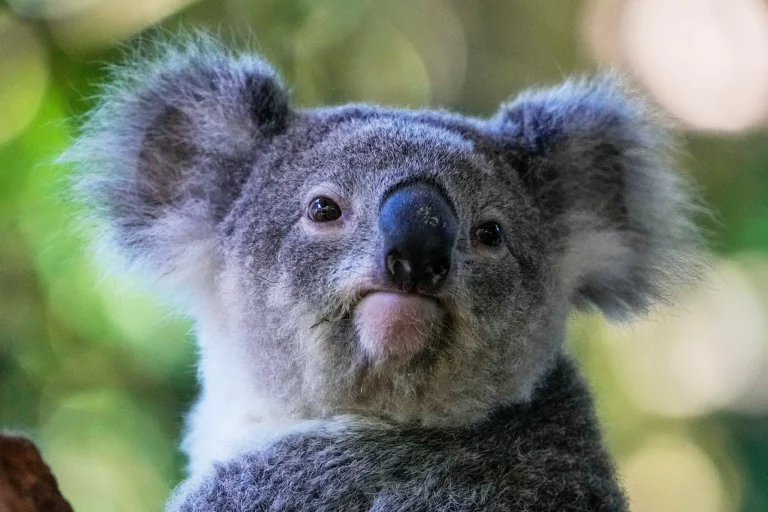 Australia aprueba la primera vacuna del mundo para proteger a los koalas de la clamidia