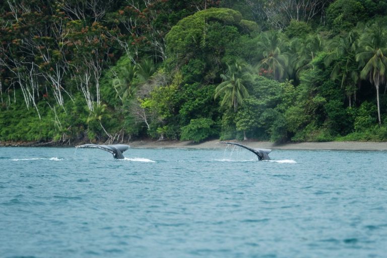 Bajan 15% los precios promedio de vuelos para ver las ballenas en Bahía Solano