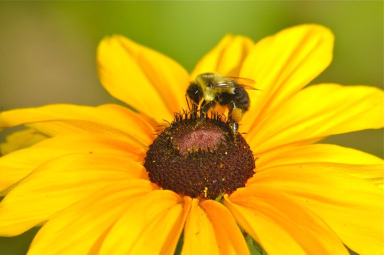 Cada año se pierde hasta el 40 % de las colmenas de abejas en Colombia