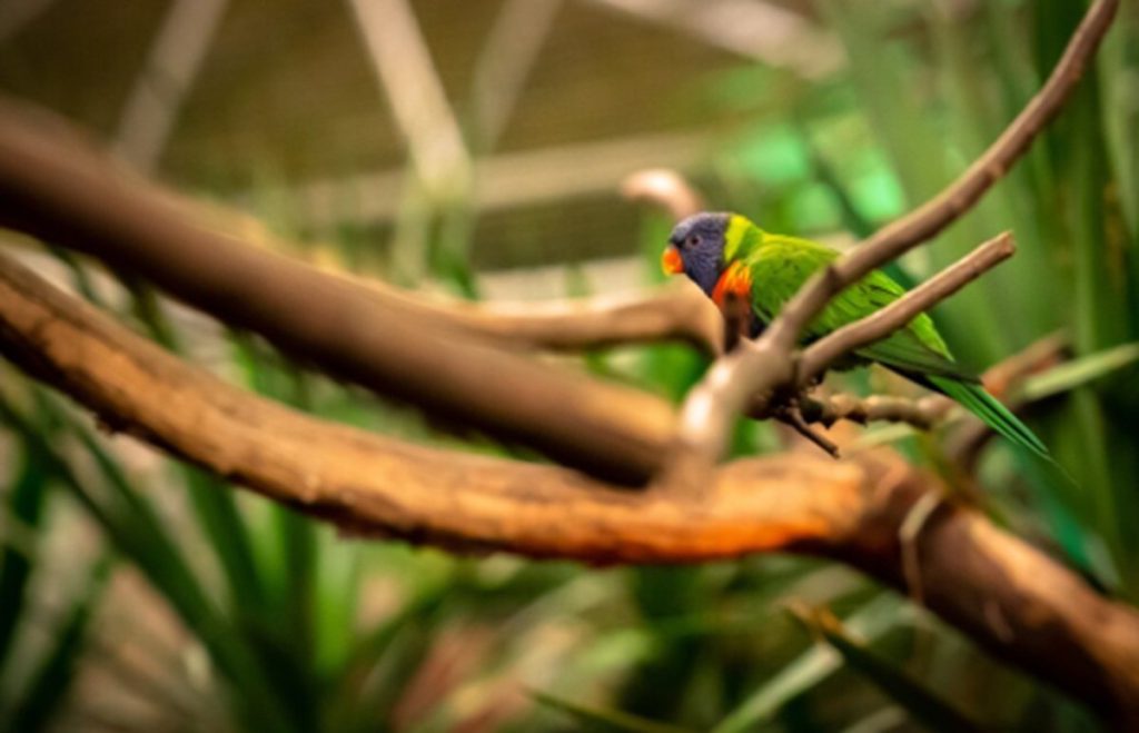Cali será nuevamente la sucursal de la biodiversidad