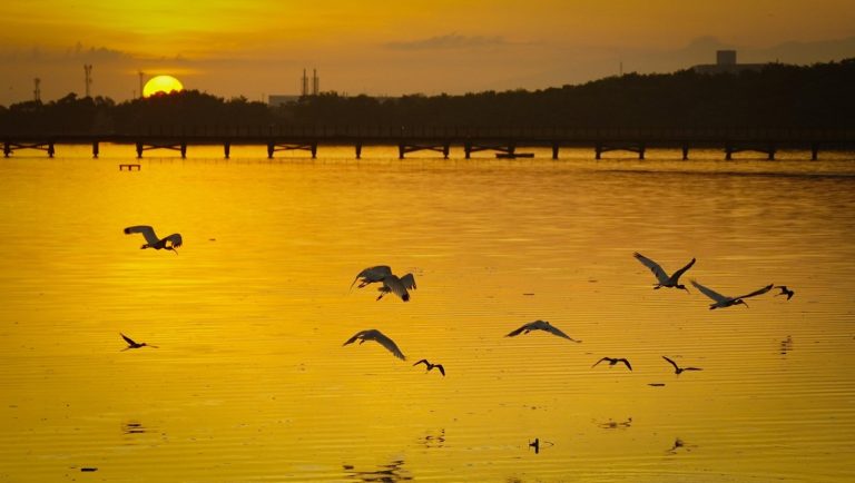 Certificación de la ONU a Barranquilla por recuperar y conservar ecosistemas 