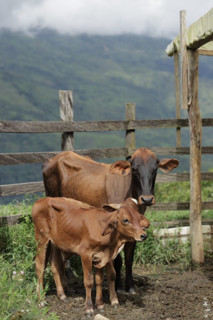 Chile abre sus puertas al suero fetal bovino colombiano