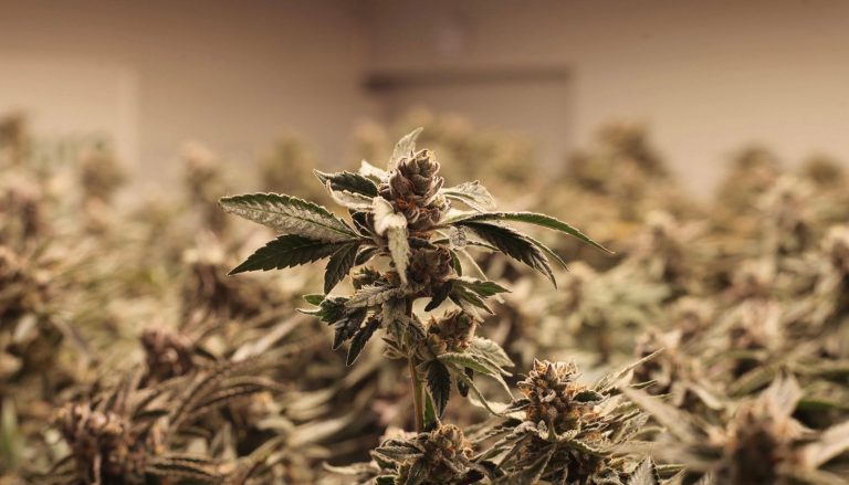 Colombia avanza en uso regulado de cannabis medicinal