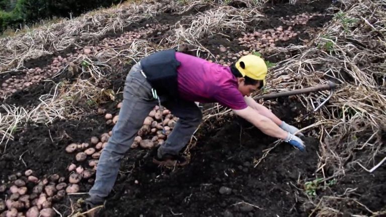 Colombia, protagonista en la semana de la Alimentación en Roma