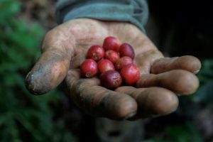 Colombia registra su mayor producción de café en 33 años