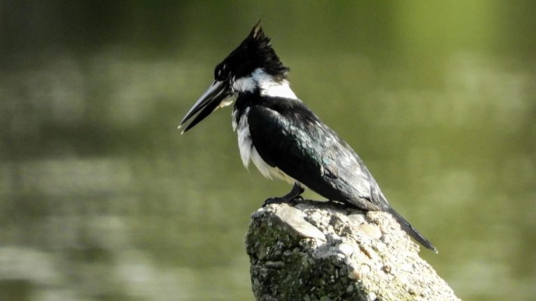 Colombia sobresale con el mayor conteo de aves del mundo