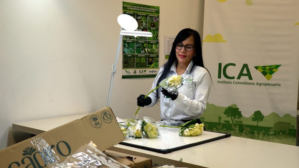 Colombia triplicó la exportación de flores a diferentes países por el día de la madre