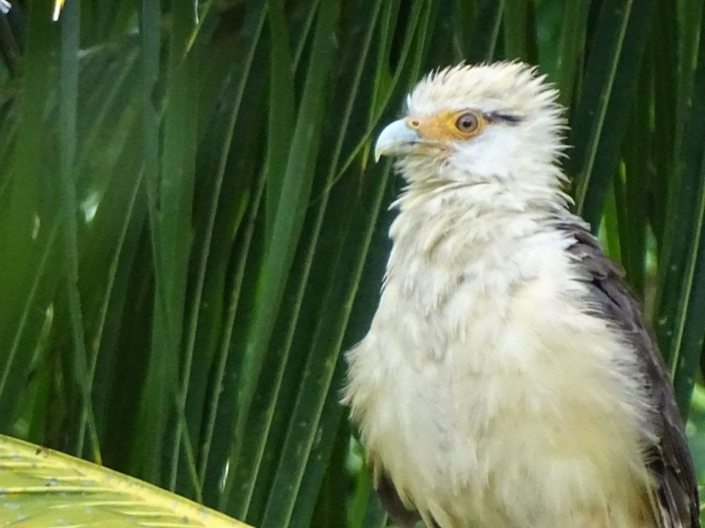 Colombia volvió a liderar el Global Big Day en número de especies registradas