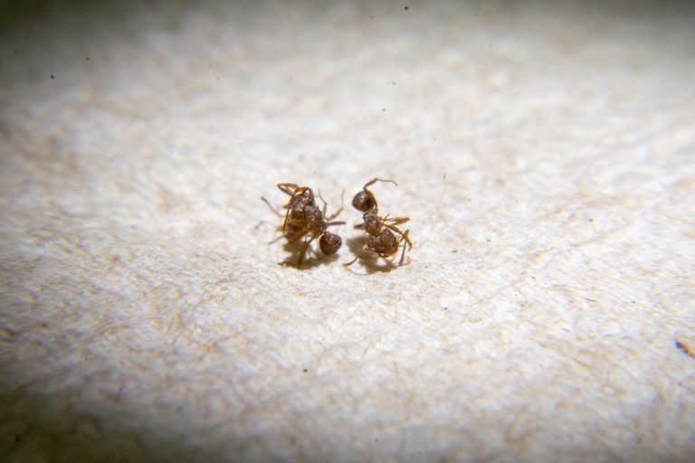 Cómo se estudian las hormigas en el bosque seco tropical, uno de los más amenazados