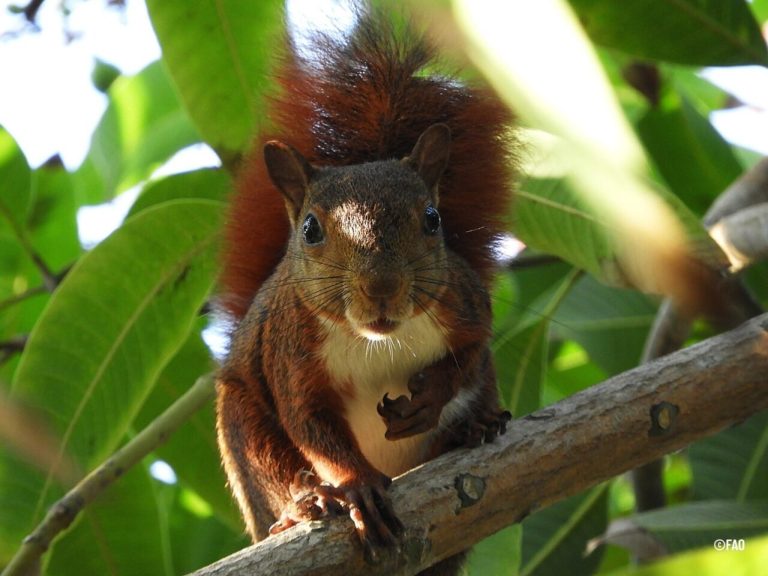 Concluye la COP16 con aprobación de recursos para cuidar la biodiversidad