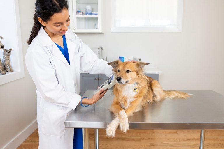 Conocer las especialidades veterinarias garantiza una mejor salud de nuestras mascotas