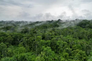 Corte Interamericana condena a Ecuador por violar derechos de indígenas que viven aislados