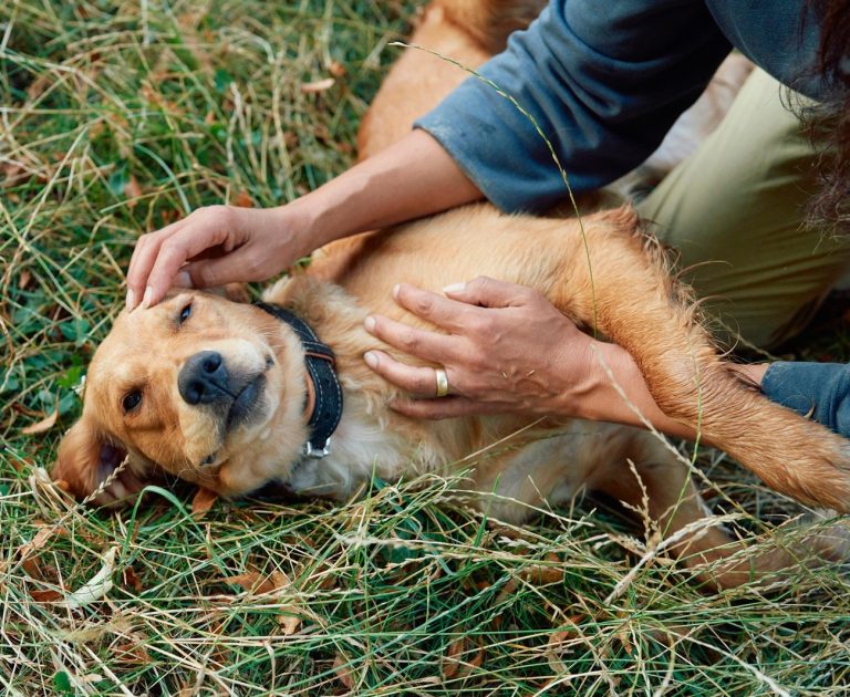 Cuidar a las mascotas protege el hogar: la desparasitación mensual ayuda