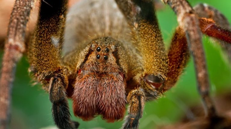 De la araña bananera a las medicinas del futuro: IA es clave en una investigación de moléculas con potencial terapéutico