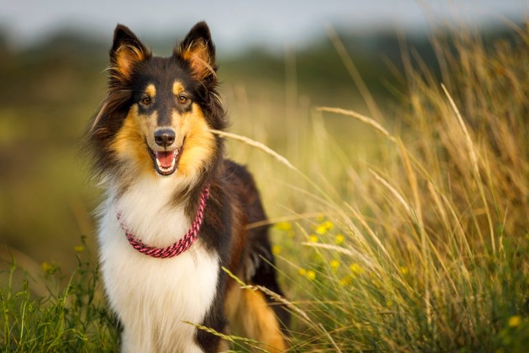 De paseo con tu mascota: vacunación y desparasitación al día, claves para un viaje seguro