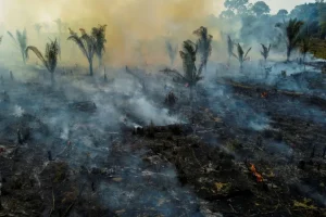 Deforestación en la Amazonía aumenta y reduce las lluvias, según un estudio